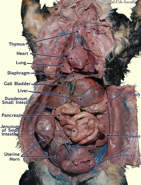 We did not find results for: Anatomy Of A Pregnant Cat - Hardcore Pussy