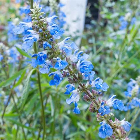 Salvia Bog Sage Blue Hello Hello Plants