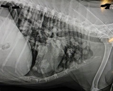 Radiograph Of Lung Masses In A Dog
