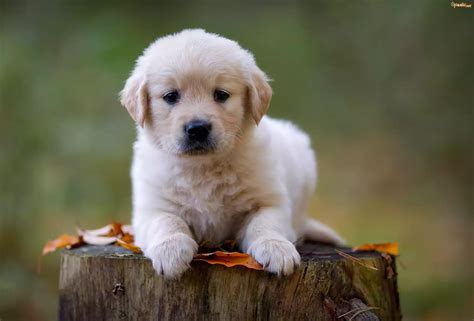 Pies Słodki Szczeniaczek Golden Retriever Pień Drzewa Liście