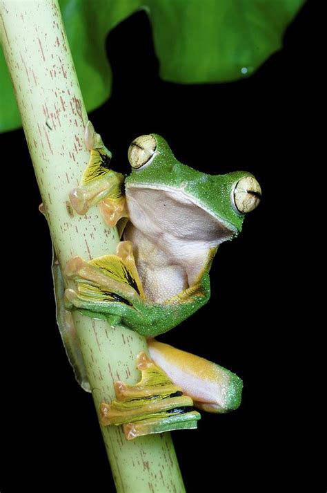 Wallaces Flying Frog Rhacophorus Photograph By Nick Garbutt Fine