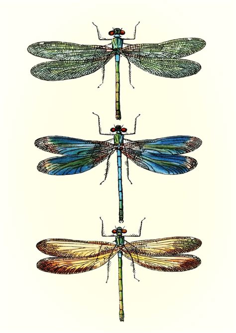 Dragonflies Art Print Vintage Dragonfly Illustration Wall Dragonfly
