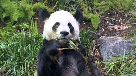 Calgary Zoo Launches Live Pandacam To Celebrate Cubs 3rd Birthday