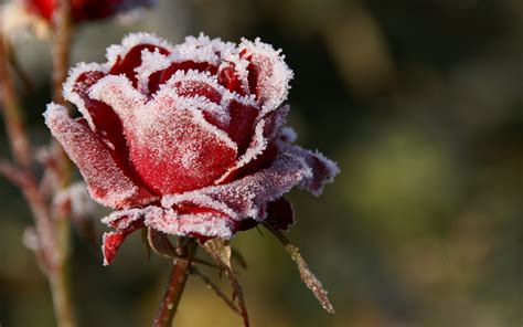 Rose In Snow Wallpapers And Images Wallpapers Pictures Photos