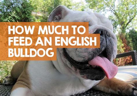 Choosing english bulldog puppy food. How Many Cups of Food Should I Feed My English Bulldog ...