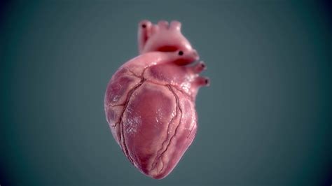 D Human Heart Heartbeat Animation Youtube