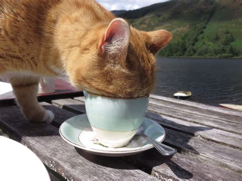 This Cat Drinking My Tea 12 Raww