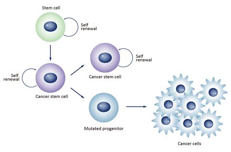 Cancer Stem Cells Genetex