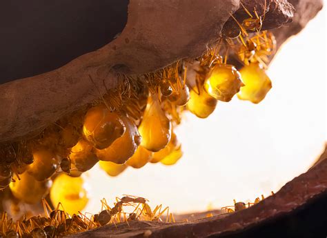 Fascinating Look At Honeypot Ants The Worlds Only Ant Species That Make A Honey Like Liquid