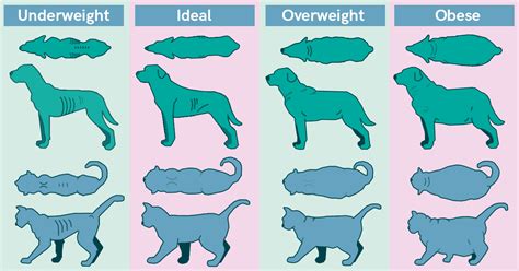 Ensuring Your Pet Is At A Healthy Weight The Vet