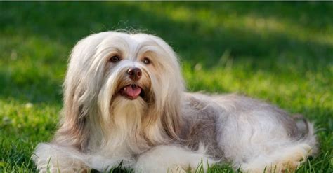 Havanese Dog Breed Complete Guide Wiki Point