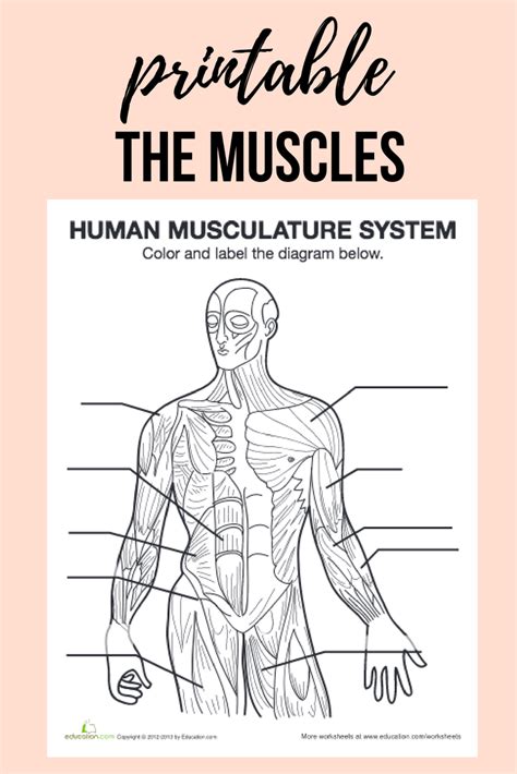 Muscle Anatomy And Physiology Worksheets
