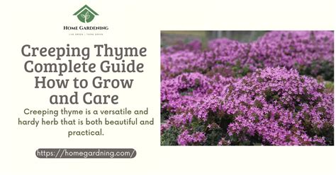 Creeping Thyme Complete Guide How To Grow Care And Harvest