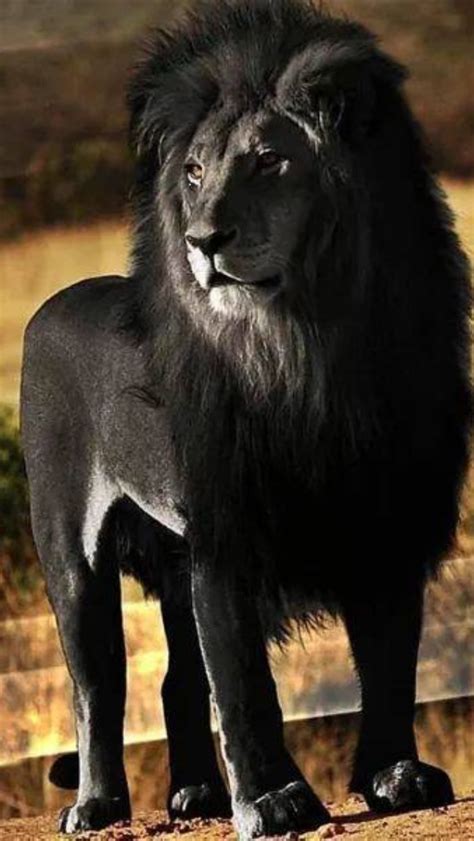 Le Lion Noir Les Animaux Rares Et En Voie De Disparition Pourtant