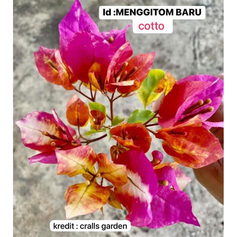 Bunga Kertas Id Rare Menggitom Bougainvillea Shopee Malaysia