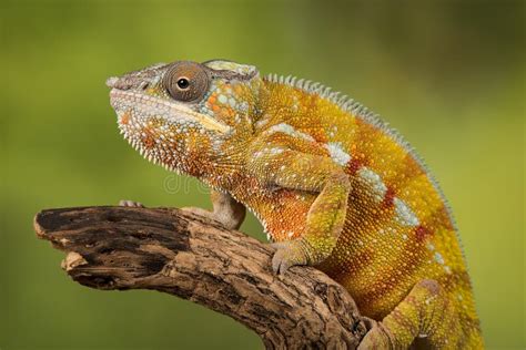 Panther Chameleon Stock Photo Image Of Portrait Panther 93859038