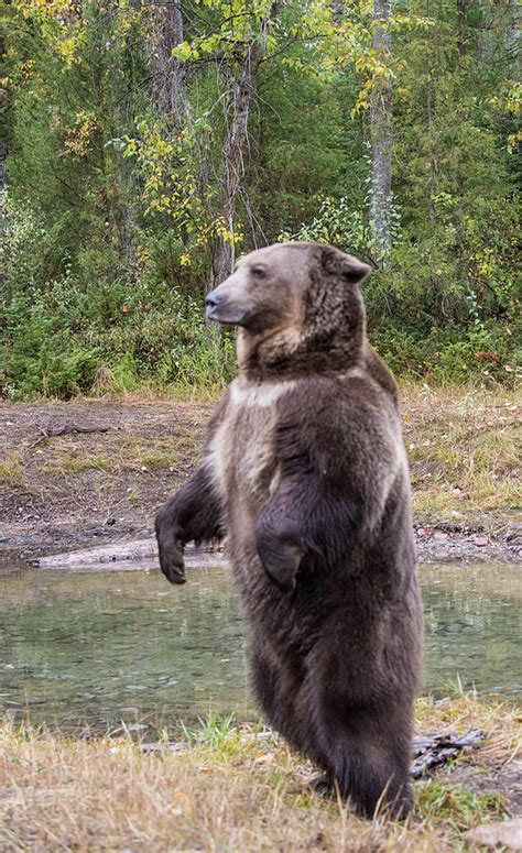 Black bears in the great smoky mountains also eat insects and animal carcasses when they are available. How Tall Grizzly Bear Standing Up