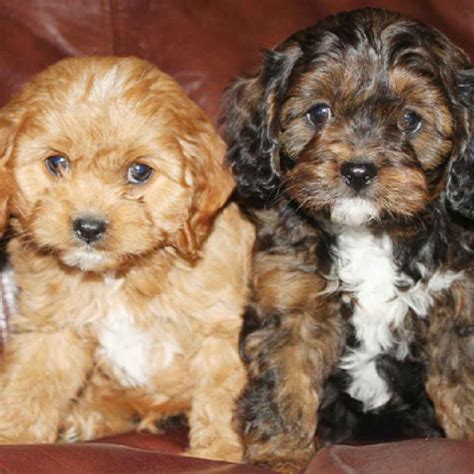 Miniature cavapoo puppies for sale in texas. Information on Cavapoo Puppies for Sale in Texas
