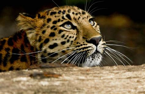 Female Amur Leopard Keeping An Eye On The Cub Mike Seamons Flickr