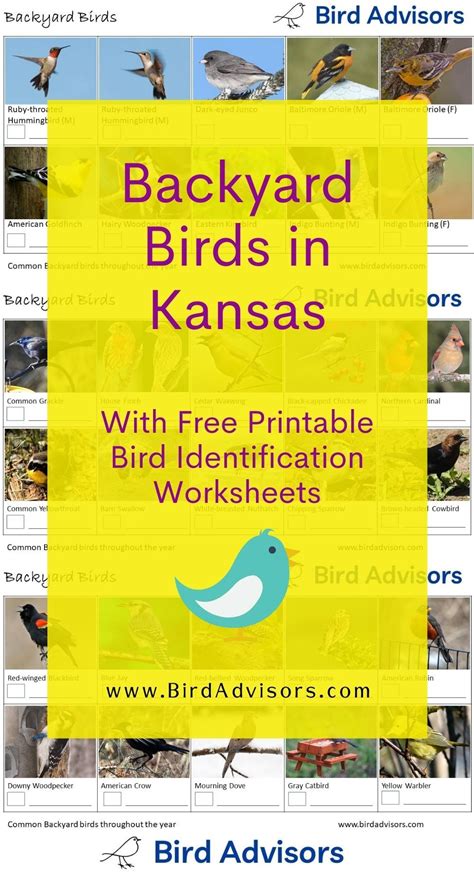 Backyard Birds In Kansas With Free Bird Identification And Tally