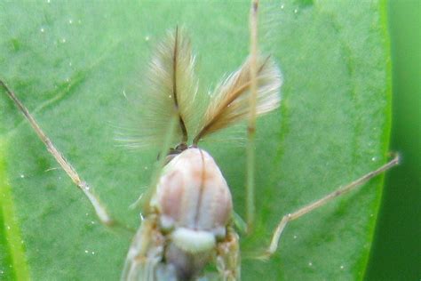 Large Gnat Type With Feathery Fillaments On Antennae St Di Flickr
