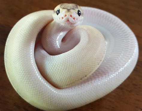 Baby Snake Smiles Ifttt2tcob10 Baby Snakes Cute Reptiles