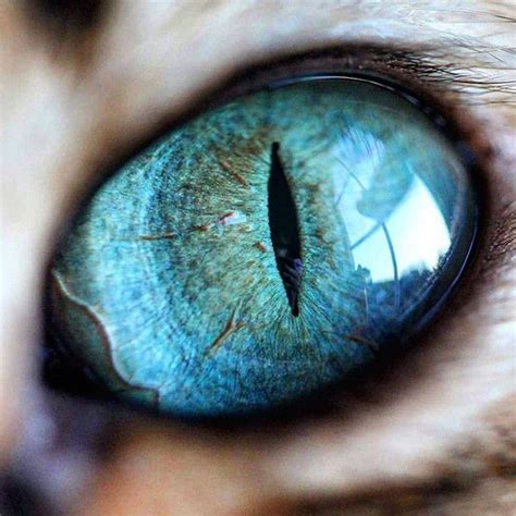 Macro Photos Capture The Mystical Beauty Of Cat Eyes Eye Close Up