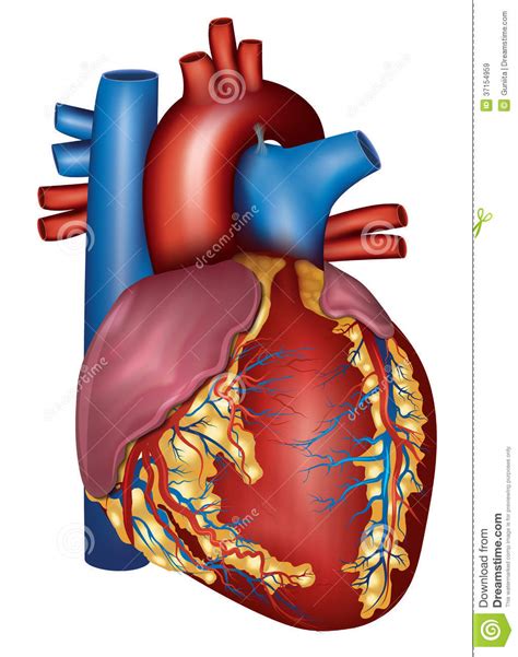 Human Heart Detailed Anatomy Colorful Design Royalty Free