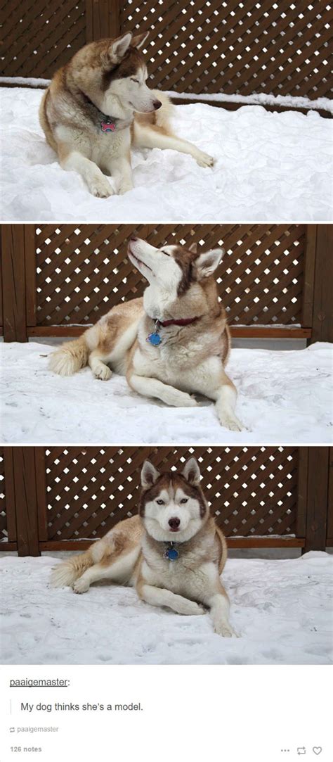 The 25 Best Posts About Huskies On The Internet Dog Quotes Funny