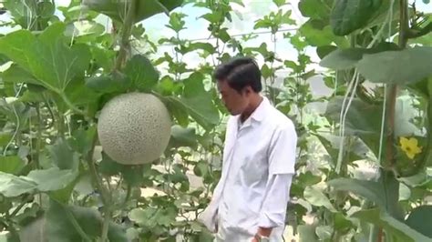 Melon Netting Growing Vertical Growing Squash Melons And