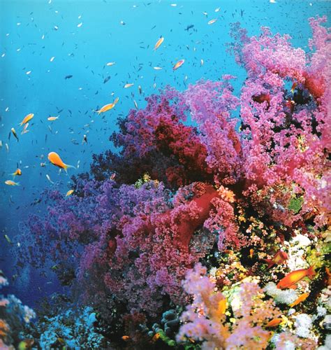 Australias Coral Reef Places I Want To Visit Great