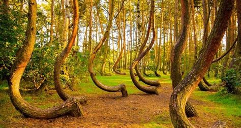 Crooked Forest Poland Nature P0rn