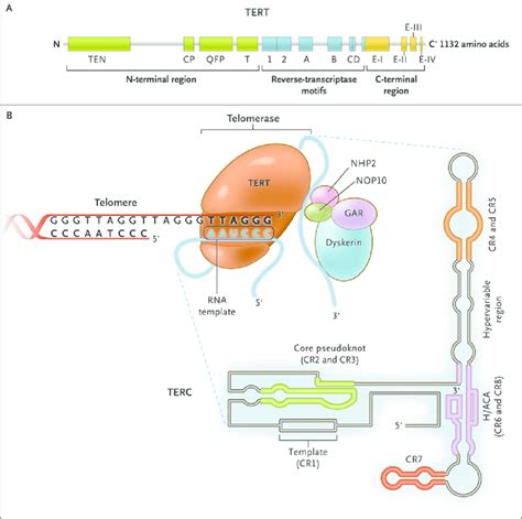 The Telomerase Complex And Its Components The Enzyme Telomerase