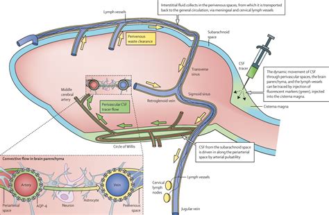 Implications Of The Discovery Of Brain Lymphatic Pathways The Lancet