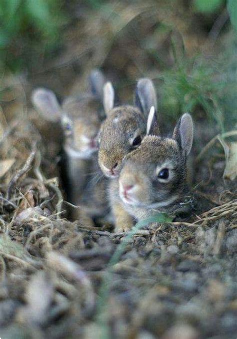 Nest Of Adorable Baby Cottontail Rabbits Cute Animals Cute Baby