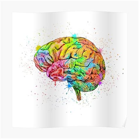 Póster Anatomía Del Cerebro Humano Cerebro Anatómico Colorido En