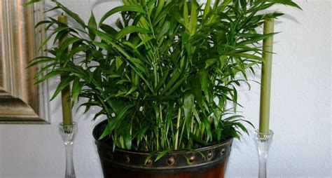 Trova una vasta selezione di piante da interno tropicale a prezzi vantaggiosi su ebay. Piante per interni - piante appartamento - Piante da interno