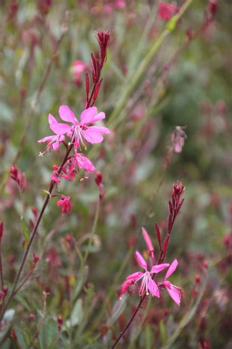 Also known as wandflower, use this tough native perennial as a specimen plant among small grasses and larger perennials or create a stunning display by planting it in a large container. Gaura lindheimeri 'Siskiyou Pink' - Lindheimers ...