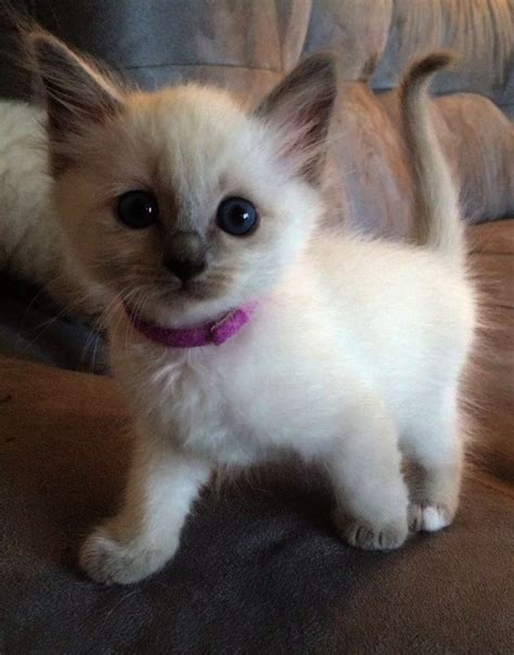 Siamese cats are highly active cats that demand love and attention. Siamese Cat Kittens For Sale Near Me