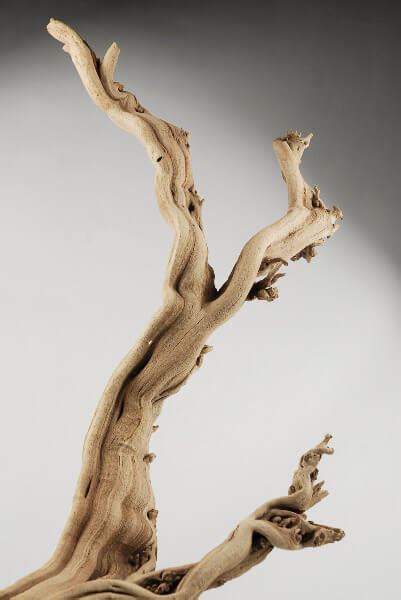 Natural Ghostwood Branches
