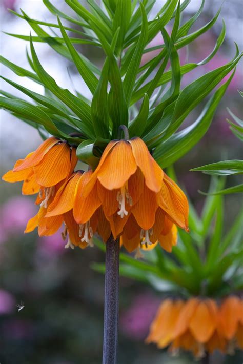 Fritillaria Imperialis Andrubra Maximaand Crown Imperial Andrubra Maxima