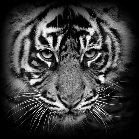 Tiger Cub Black And White Re Work If Anyone Is Interested