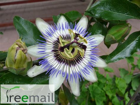 Kék Golgotavirág Passiflora Caerulea
