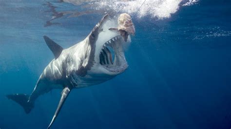 30 great white shark facts scoopify
