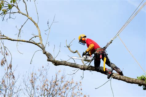 7 Signs It's Time to Hire a Tree Trimming Service - Apple Valley Tree