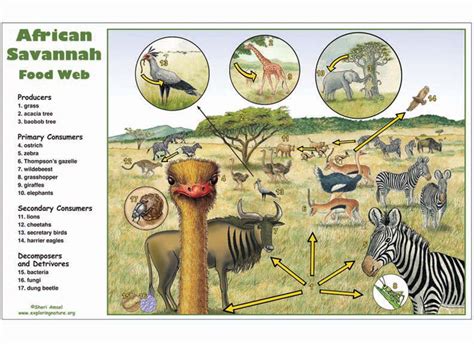 African Savanna Food Web Diagram