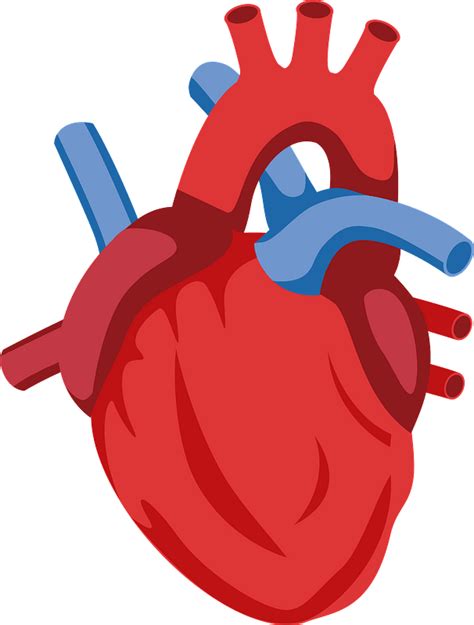 Corazon Humano Png Png Image Collection