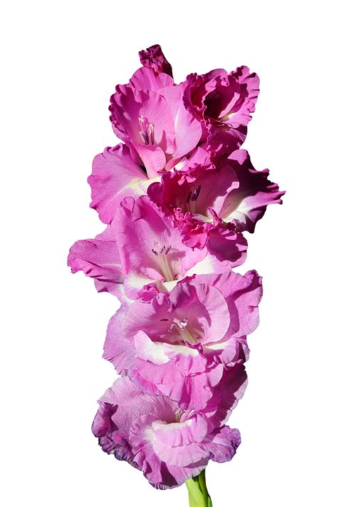 Gladiolus Png Photos Png All Png All