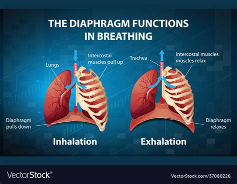 Diaphragm Functions In Breathing Royalty Free Vector Image