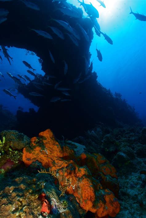 How to get scuba certified in 2 easy steps. Get the ultimate scuba diving experience in Grand Cayman ...